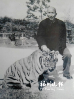 福州动物园第一只老虎吃狗奶长大 饲养员天天遛老虎 - 福州新闻网