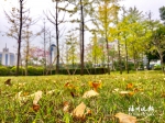 去福州这些公园　“杏”会美丽风景 - 福州新闻网