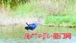 马銮湾首次发现紫水鸡 最美水鸟在厦门多了个新家 - 新浪