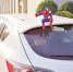 趴在车顶的“蜘蛛侠”，容易分散其他驾驶员的注意力 - 新浪