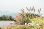 福州花海公园芦花将开放至元旦　市民可前往观赏 - 福州新闻网