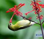 红苞花绽放 太阳鸟翻飞 - 福州新闻网