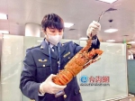 吃货带煮熟的大龙虾闯关 被厦门机场检疫人员截留 - 新浪