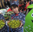 “2017中国·福州橄榄节”在闽清举办　福州橄榄产业规模超12亿元 - 福州新闻网