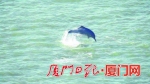 一只白海豚跃出水面，水花四溅。（读者吴女士提供视频截图） - 新浪
