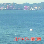 白海豚身影出现在演武大桥桥墩下。（读者黄先生供图） - 新浪