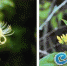 ▲金银花(左)和断肠草(右)极其相似 - 新浪
