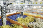 漳州：蜜柚“冻龄” 两颗四十块 可一直销售到三月份 - 新浪