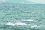 2008年8月在丙洲海域拍到的白海豚。(郑维兵供图) - 新浪