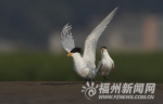 陈林：为鸟类“代言” - 福州新闻网