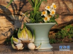 雕刻好的水仙花球（左），与盛开的简易盆景水仙花形成对比。新华网 肖和勇 摄 - 新浪