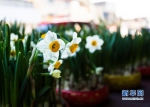 这是今冬盛开的漳州水仙花。新华网 肖和勇 摄 - 新浪