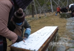 今年鼓岭雪景持续时间长　景区交通处于饱和状态 - 福州新闻网