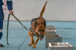 福州：20只搜救犬加入“曙光救援”　半年后将免费寻人 - 福州新闻网