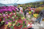福州：三大花市年味浓 - 福州新闻网