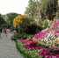 西湖花展3万虞美人唱主角 赏花点在榭坪屿和开化寺 - 福州新闻网