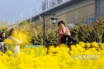 福州花海公园油菜花开 春节期间迎来盛花期 - 福州新闻网
