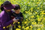 福州花海公园油菜花开 春节期间迎来盛花期 - 福州新闻网