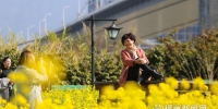 福州花海公园油菜花开 春节期间迎来盛花期 - 新浪