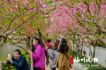 福州：“花花世界”春意浓　“按图索花”出游去 - 福州新闻网