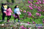 春光无限好 赏花正当时 - 福州新闻网