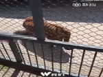 福州动物园一老虎训练时兽性突发 咬死把它养大的驯兽师 - 新浪