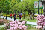 琴亭湖公园杜鹃花盛放　市民踏春赏花 - 福州新闻网