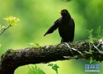 古树，春鸟 - 福州新闻网