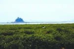 湄洲岛西亭澳郁郁葱葱的人工红树林景观 - 新浪