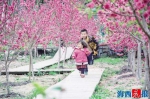 孩童穿梭在桃花林下嬉戏。通讯员曾阿伦摄 - 新浪
