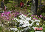 福州西湖公园杜鹃进入盛花期　吸引游人踏青赏花 - 福州新闻网