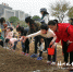 “为你种下一片花海”播种活动举行 1.3万平方米硫华菊5月绽放 - 福州新闻网