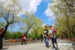 福州西湖：碧玉妆成一树高　春日垂柳绿丝绦 - 福州新闻网