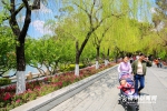 福州西湖：碧玉妆成一树高　春日垂柳绿丝绦 - 福州新闻网