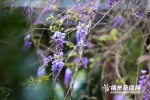 春光日暖　福州街头紫藤浪漫 - 福州新闻网