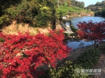 台湾园艺师福州北峰造山林美景 枫叶映红四月天 - 新浪