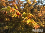 台湾园艺师福州北峰造山林美景 枫叶映红四月天 - 新浪