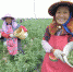 福州春季早收蚕豆抢占全国市场先机 - 福州新闻网