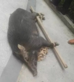 150多斤野猪大闹福州一小区 居民吓得惊叫连连 - 新浪