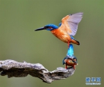 福州：翠鸟的春天 - 福州新闻网