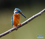 福州：翠鸟的春天 - 福州新闻网