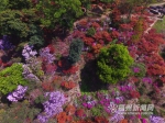 20万株台湾杜鹃花盛放北峰鹅鼻村 预计花期1个月 - 福州新闻网