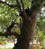 鼓山般若苑散养数十只孔雀 吸引不少游客慕名前往 - 福州新闻网