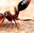 注意！部分公园绿地发现红火蚁　严重可致人死亡 - 福州新闻网