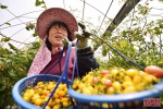 罗源：种出“莓”好春天 - 福州新闻网