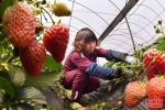 罗源：种出“莓”好春天 - 福州新闻网