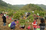 350组家庭共同植树造林，播种1200余棵樱花树苗 - 福建新闻