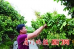 厦门今年龙眼或迎丰收年 花穗白黄茂盛满树香 - 新浪