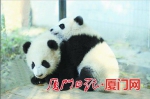 大熊猫兄弟，左为“思念”，右为“思筠筠”。（资料图） - 新浪