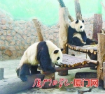 大熊猫“思念”和“思筠筠”。（林志杰 摄于成都大熊猫繁育研究基地） - 新浪